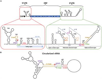 The Multiples Fates of the Flavivirus RNA Genome During Pathogenesis